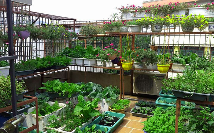 trồng cây trên sân thượng