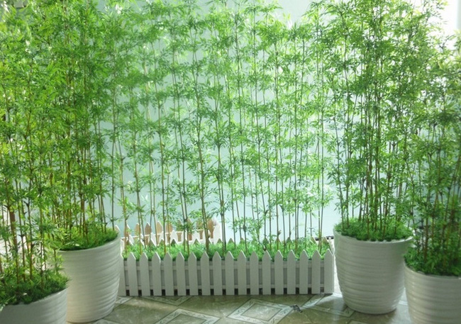 trồng cây tre trong nhà vệ sinh nên trồng